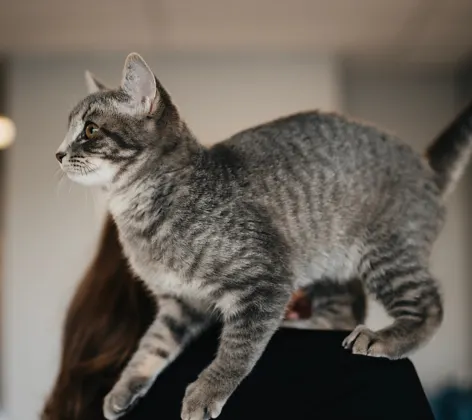 Gray brindle cat on a staff member's shoulder